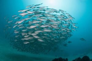 Revitalize-Our-Ocean-Campaign-Launched.jpeg