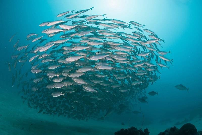 Revitalize-Our-Ocean-Campaign-Launched.jpeg
